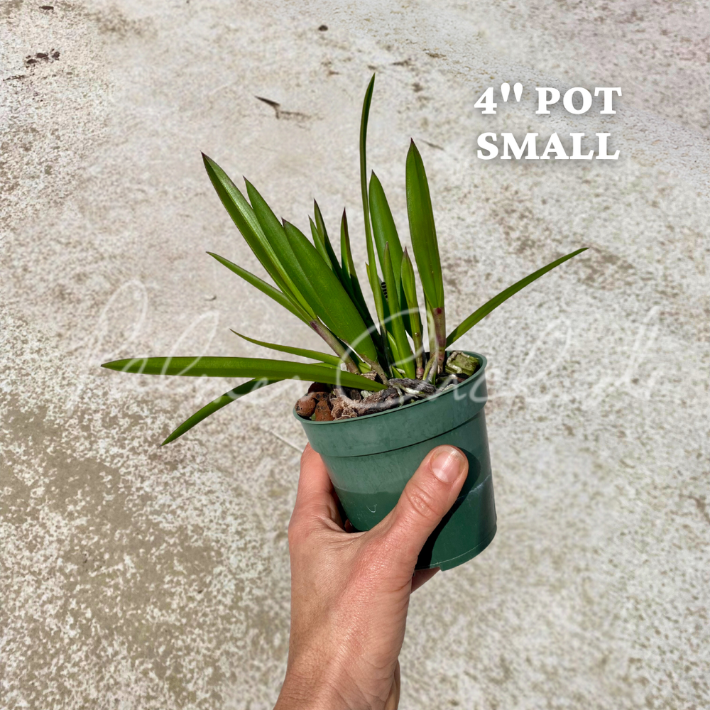 B. Little Stars — Palmer Orchids
